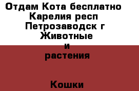 Отдам Кота бесплатно - Карелия респ., Петрозаводск г. Животные и растения » Кошки   . Карелия респ.,Петрозаводск г.